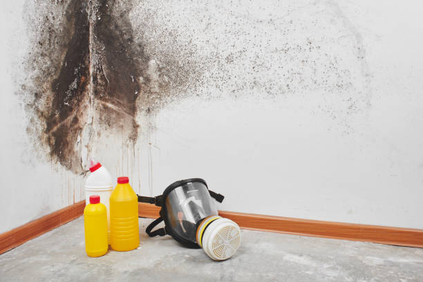 Home Mold Removal in Westminster, LA