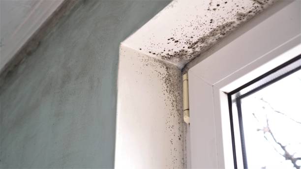 Reliable Westminster, LA Mold Removal Solutions